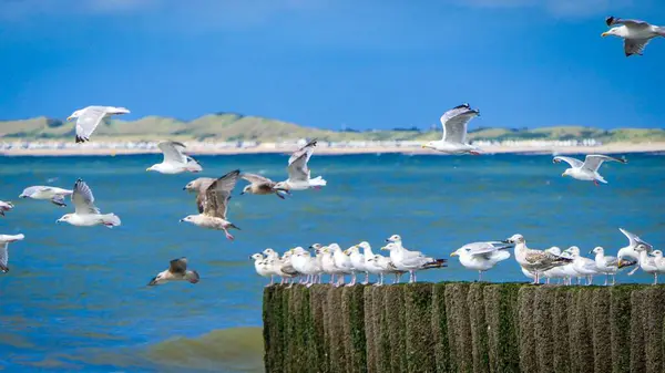 Une Journée Ensoleillée Plage Avec Belles Mouettes Prenant Leur Envol — Photo