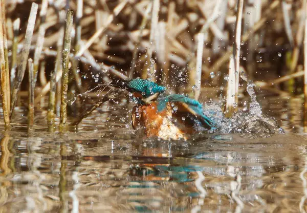 Kingfisher Comum Bonito Alcedo Atthis Nadando Lago — Fotografia de Stock