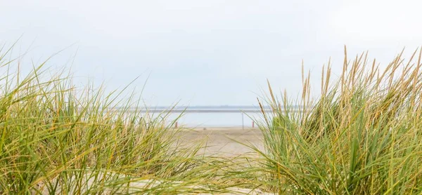 Une Vue Sur Herbe Plage Poussant Long Rivage Sablonneux Par — Photo