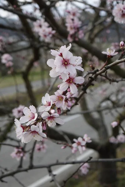 Крупный План Красивого Розового Цветущего Миндаля Prunus Dulcis Солнечным Светом — стоковое фото