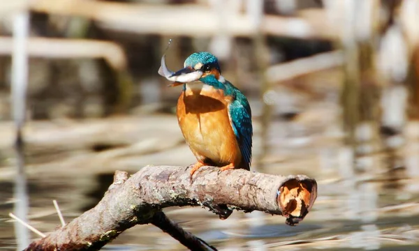 Söt Vanlig Kungsfiskare Alcedo Med Fisk Munnen — Stockfoto