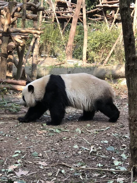 背景に木構造の森の中を歩くパンダの垂直ショット — ストック写真