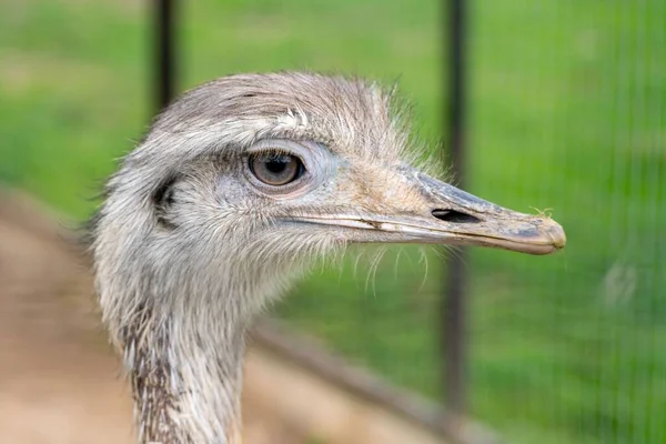 Uma Cabeça Engraçada Uma Jovem Avestruz Cinza — Fotografia de Stock