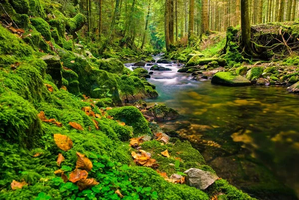 ドイツの緑の森を流れる小川の自然景観 — ストック写真