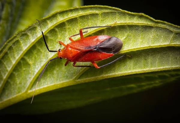 Grande Insetto Pianta Rosso Mattone Foglia Verde — Foto Stock