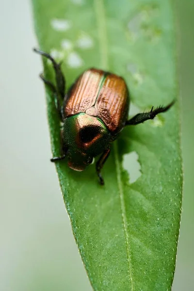 아름다운 색깔의 딱정벌레 — 스톡 사진