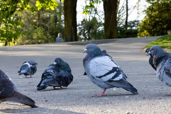 Egy Csapat Galamb Parkban Arany Esti Fényben — Stock Fotó