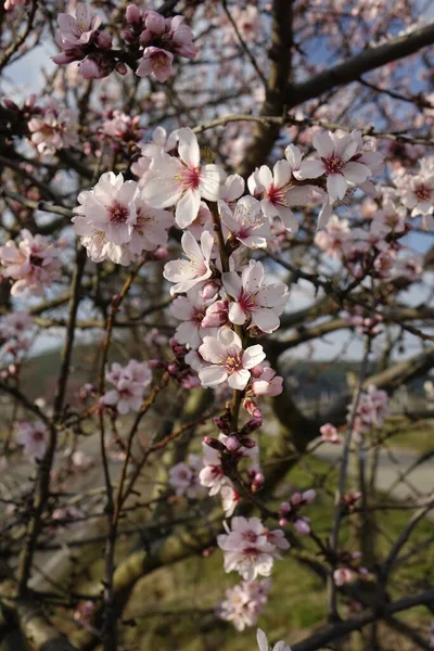 德国莱茵兰 帕拉廷的Gimmeldingen 美丽的粉色开花杏仁 Prunus Dulcis 在阳光下的遮掩 — 图库照片