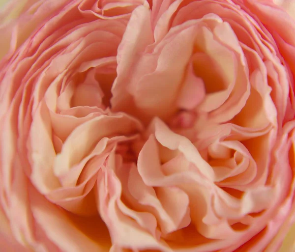 Plan Macro Une Rose Pétales Rose Anglais — Photo
