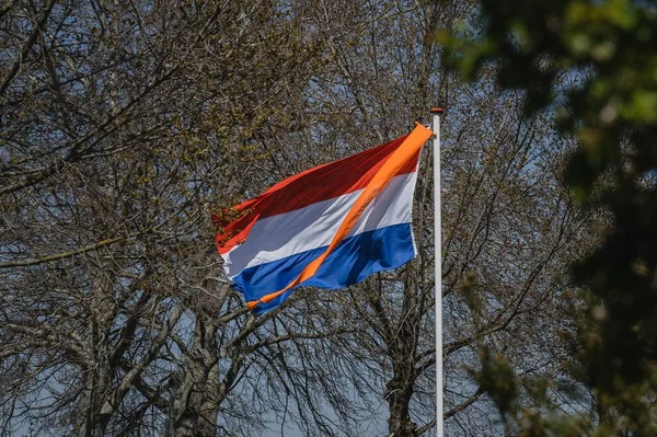 Bandeira Netherlands Sobre Fundo Galhos Árvores — Fotografia de Stock
