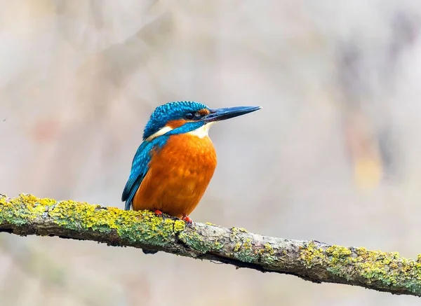 Kingfisher Comum Bonito Alcedo Atthis Ramo Uma Floresta — Fotografia de Stock