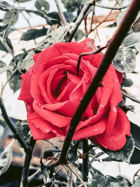 Eine Vertikale Nahaufnahme Einer Roten Rose Garten — Stockfoto