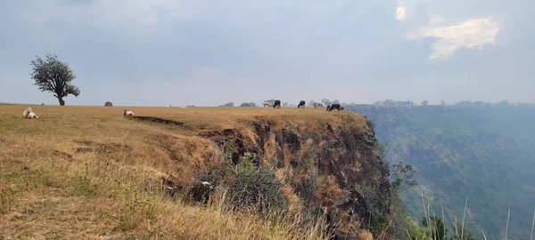 A herd of cows and goats foraging on the hilltop in India
