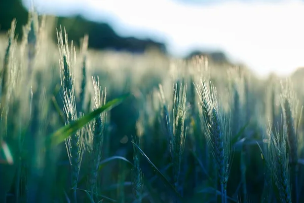 밀밭의 — 스톡 사진