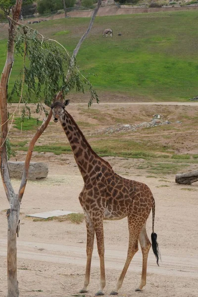 Vertical Shot Giraffe Zoo — Stock Photo, Image