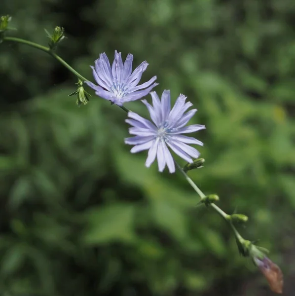 Delicate Flowers Chicory Blurred Natural Background — Stock Photo, Image