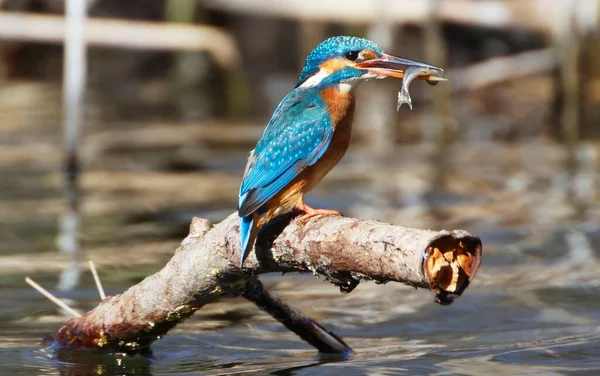 Kingfisher Comum Bonito Alcedo Atthis Com Peixe Uma Boca — Fotografia de Stock