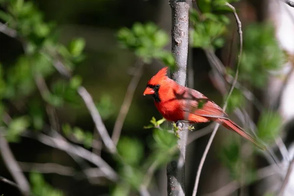 一只美丽的红雀栖息在一棵树上的特写镜头 — 图库照片