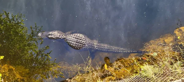 Alligator Nage Dans Marais Floride États Unis — Photo