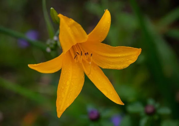 Close Yello Lily Flower — Stock Photo, Image