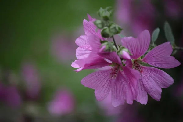 Detailní Záběr Fialového Stromu Mallow Divoké Přírodě — Stock fotografie