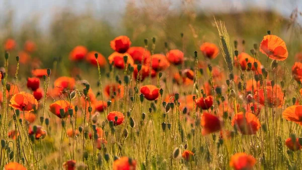 红斑狼疮 Papaver Rhoeas 场特写镜头 — 图库照片