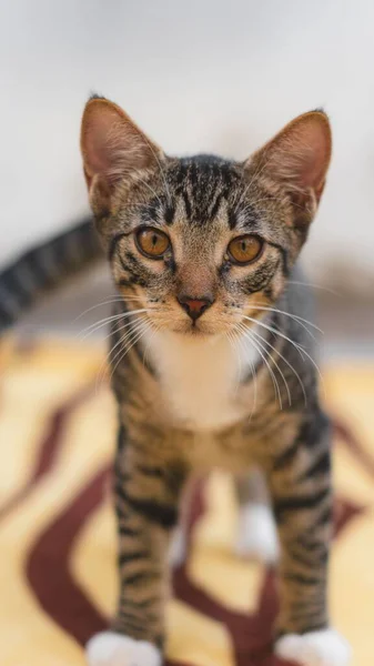 Vertical Shot Cat Striped Carpet — Stock Photo, Image
