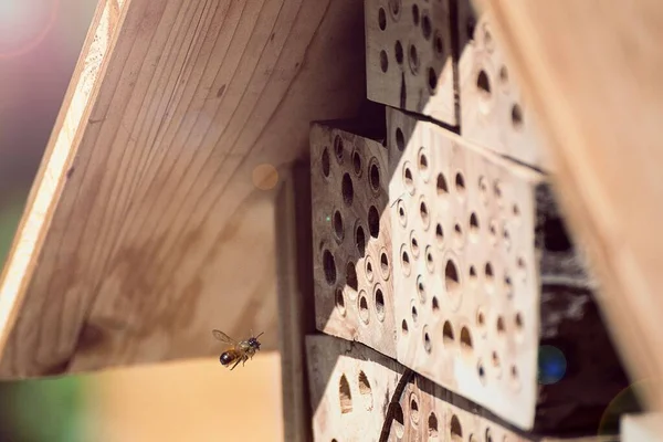 蜂の群れが蜂の巣に飛び 小さな穴の開いた木製の屋根を持ち 孤独な蜂の避難所を提供しています — ストック写真