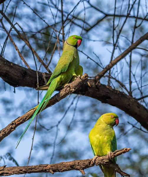 Tiro Foco Raso Par Pássaros Parakeet Empoleirados Uma Árvore — Fotografia de Stock