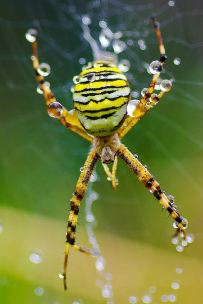 Vertikální Detailní Záběr Vosího Pavouka Argiope Bruennichi Tkajícího Pavučinu — Stock fotografie