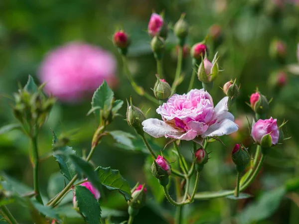 Closeup Pink Rose Bush Buds Green Leaves Background Botanical Gardens — Stock Photo, Image