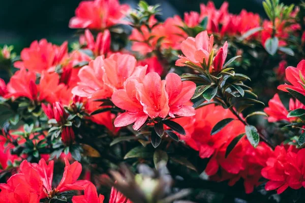 Eine Nahaufnahme Von Roten Azaleen Blumen — Stockfoto