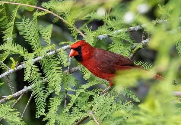 Gros Plan Bel Oiseau Cardinal Rouge Perché Sur Arbre — Photo