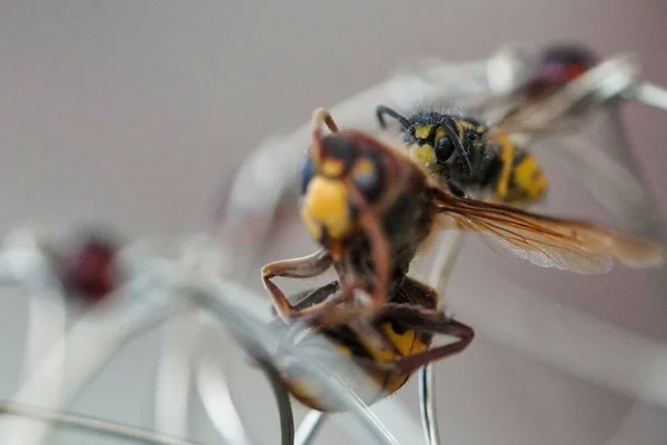 Méhek Szelektív Fókusza Egy Csavart Fémkötélen — Stock Fotó