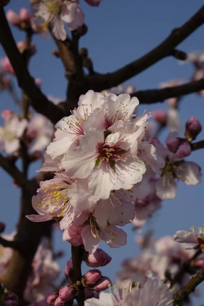 德国莱茵兰 帕拉廷的Gimmeldingen 美丽的粉色开花杏仁 Prunus Dulcis 在阳光下的遮掩 — 图库照片