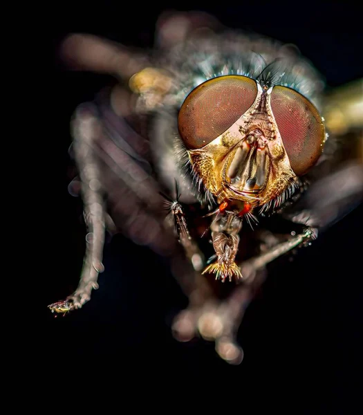 A macro shot of details on a fruit fly face