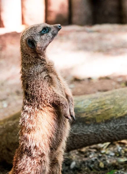 Vertical Closeup Shot Meerkat Standing Vigilantly Shaldon Zoo England — Stock Photo, Image