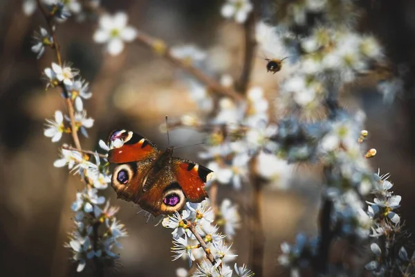 Tiro Close Uma Borboleta Pavão Empoleirado Ramo Com Flores Brancas — Fotografia de Stock