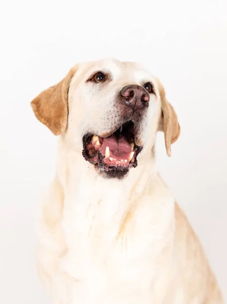 Tiro Vertical Cão Labrador Doce Posando Frente Fundo Branco — Fotografia de Stock