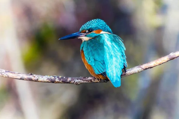 Egy Aranyos Közönséges Kingfisher Alcedo Atthis Egy Ágon Egy Erdőben — Stock Fotó