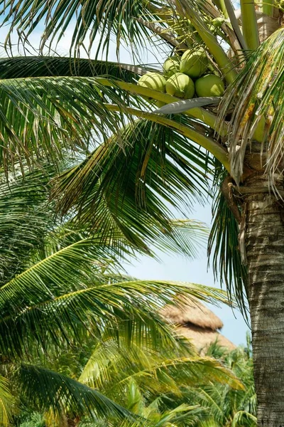 Uma Vista Perto Palmeira Dia Ensolarado — Fotografia de Stock