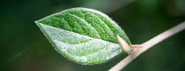 Крупный План Ветки Небольшим Зеленым Листом — стоковое фото