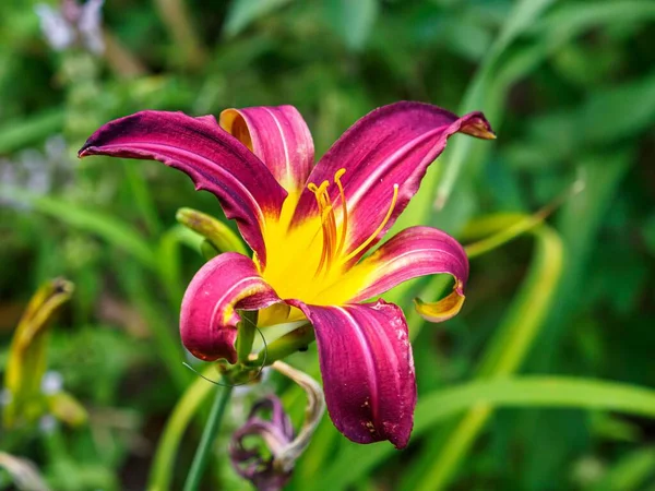 Closeup Blooming Red Daylily Flower Green Leaves Background Botanical Gardens — Stock Photo, Image