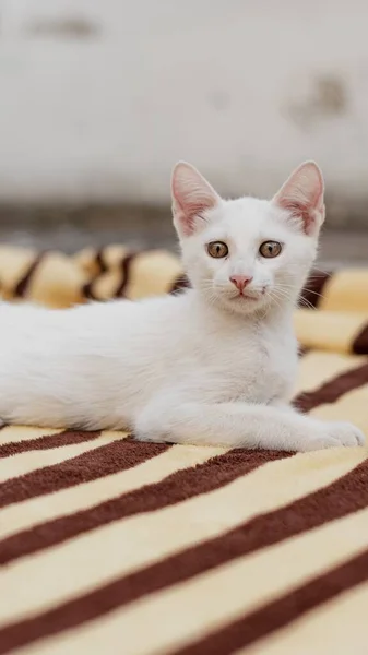 Sebuah Potret Kucing Putih Beristirahat Tempat Tidur — Stok Foto