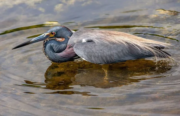 Nahaufnahme Eines Dreifarbigen Reihers Der Einem Sumpf Schwimmt — Stockfoto