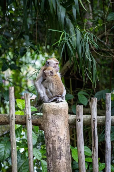 Macaco Cauda Longa Mãe Macaco Sentado Madeira Abraçando Seu Filho — Fotografia de Stock