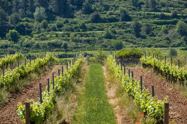 Vineyards Subirats Barcelona Province Spain — Stock Photo, Image