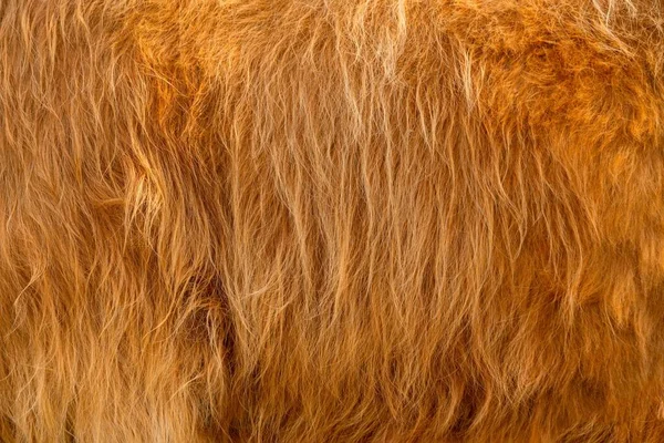 Consistenza Della Pelle Marrone Una Mucca Scozzese Capelli Rossi Spessi — Foto Stock