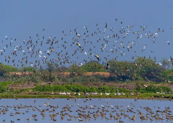 Stor Flock Flyttfåglar — Stockfoto