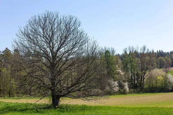 Una Hermosa Toma Árbol Seco Campo Hierba Con Bosque Fondo —  Fotos de Stock